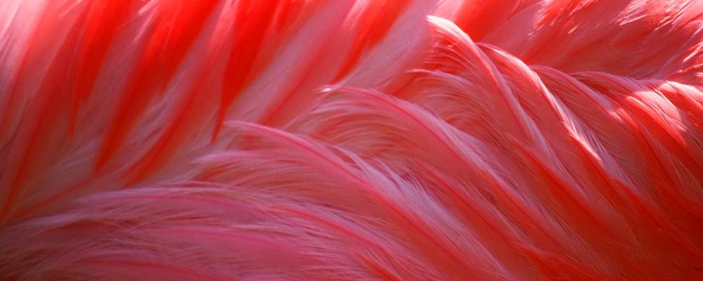 Flamingo Feathers WaLP Small - Hope Is The Thing With Feathers